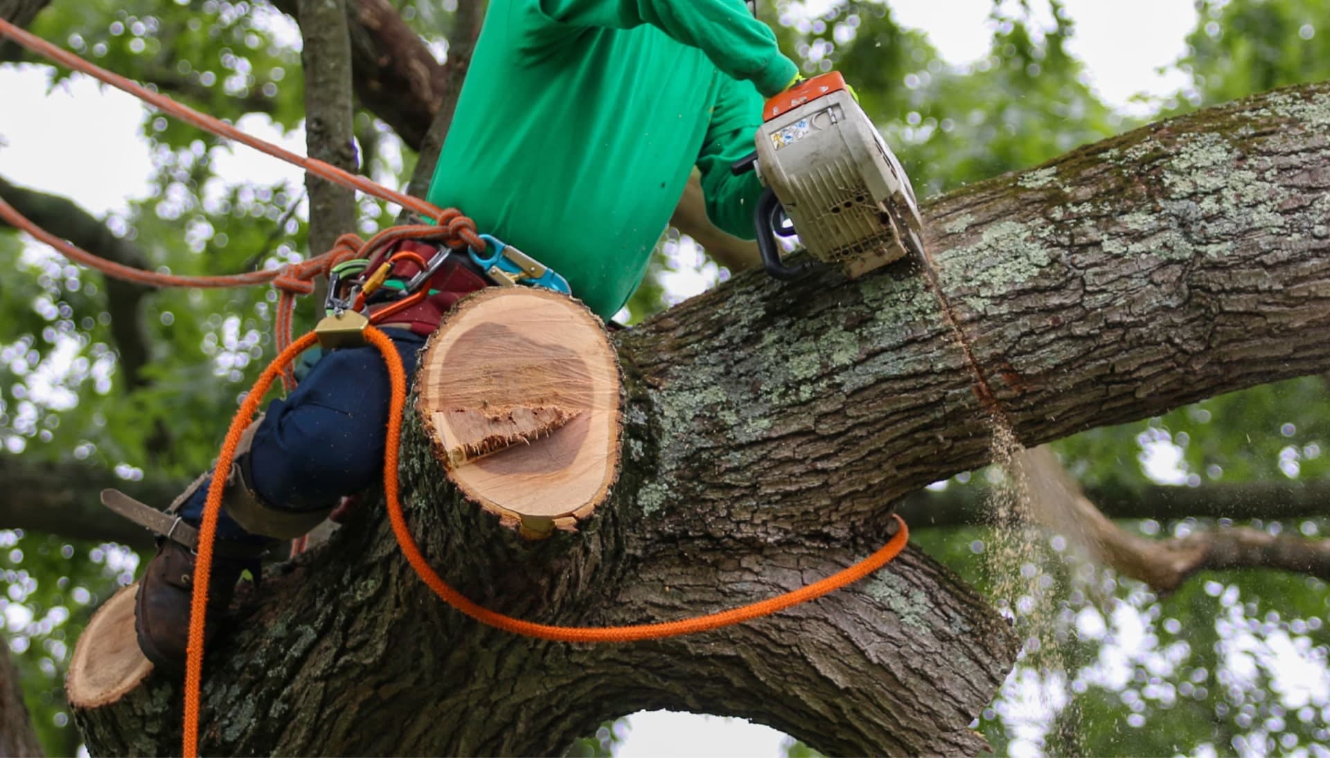 Relax with Jefferson City best tree removal.