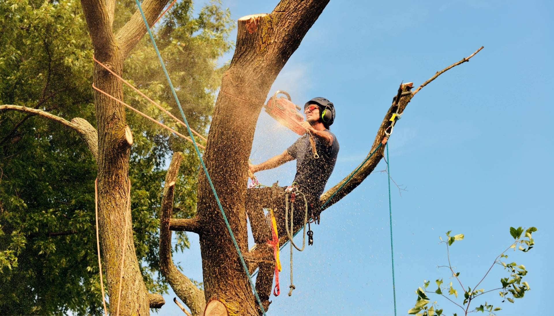 Jefferson City tree removal experts solve tree issues.