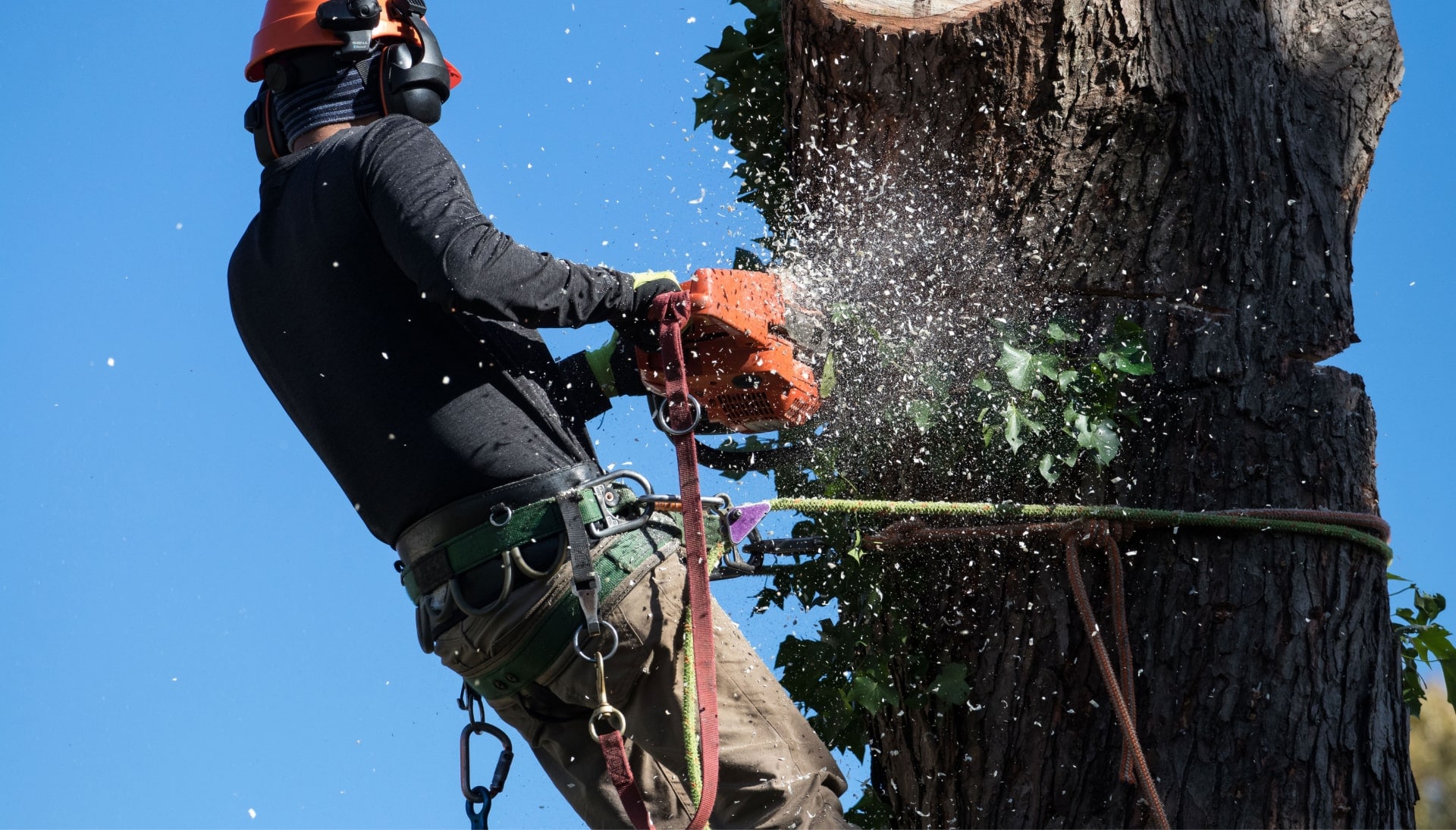 Professional Tree removal solutions in Jefferson City